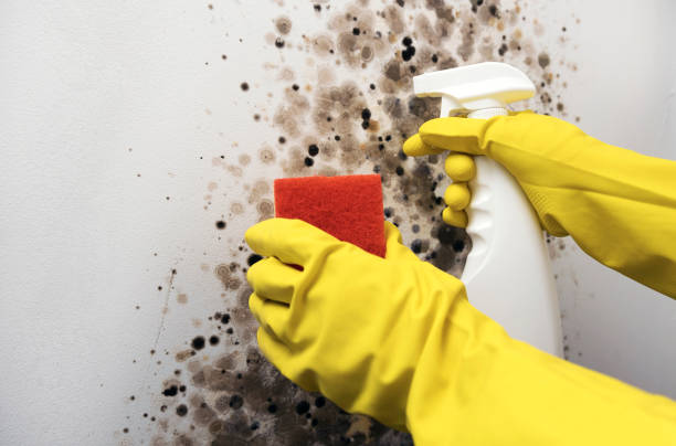 Professional Mold Remediation in Orange, CA